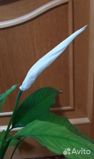 Спатифиллум