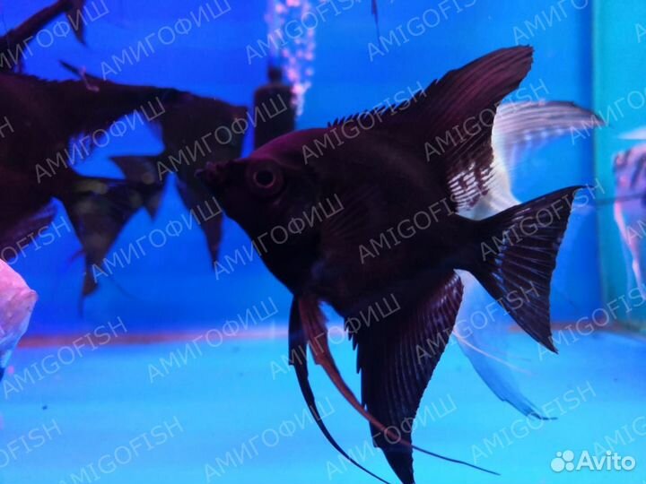 Скалярия Черный бархат (Pterophyllum scalare)