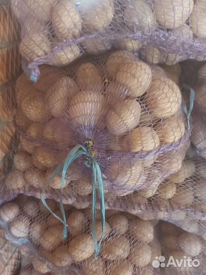 Семенной картофель, ред скарлет, коломбо