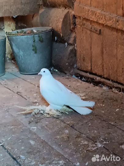 Продажа голубей