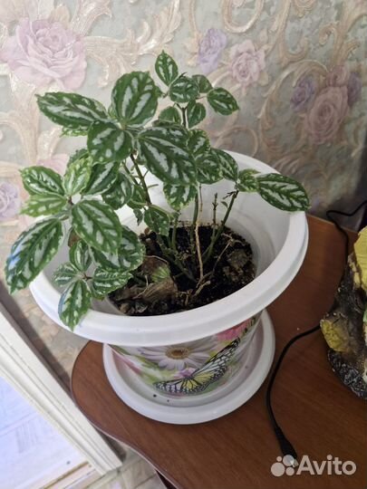 Пилея кадье