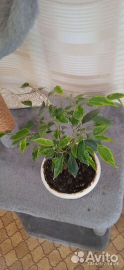 Фикус бенджамина