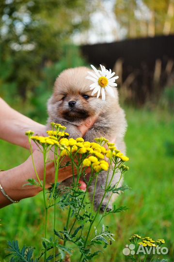 Мини крошка на ладошке