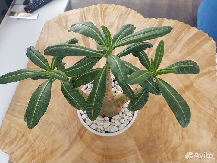 Адениум Арабикум в виде трезубца H-470мм