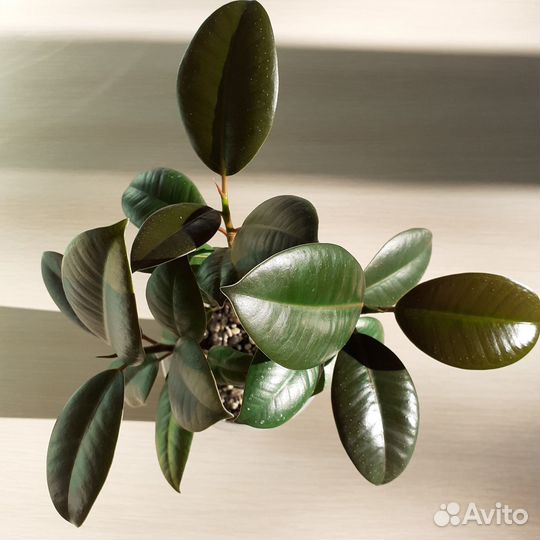 Фикус каучуконосный