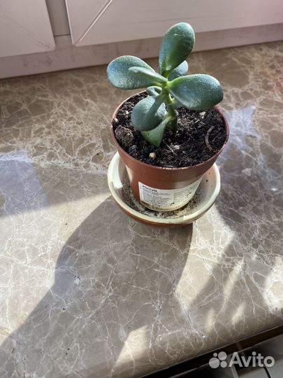 Денежное дерево