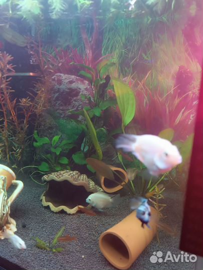 Аквариум с тумбой 125 л