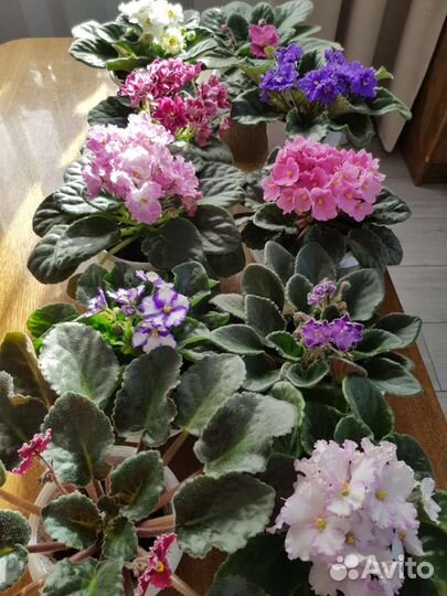 Сортовые фиалки