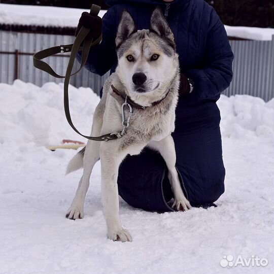 Собака в добрые руки