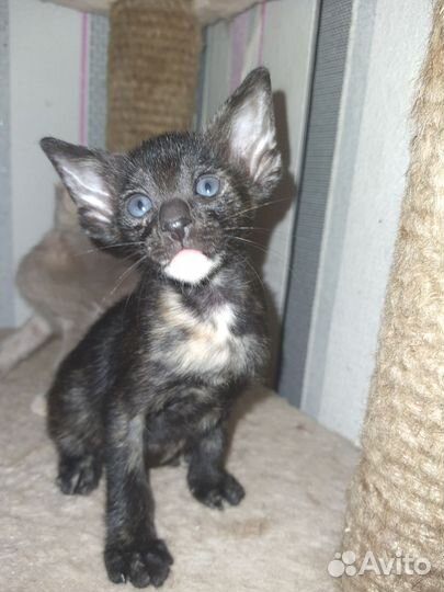 Ориентальные котята