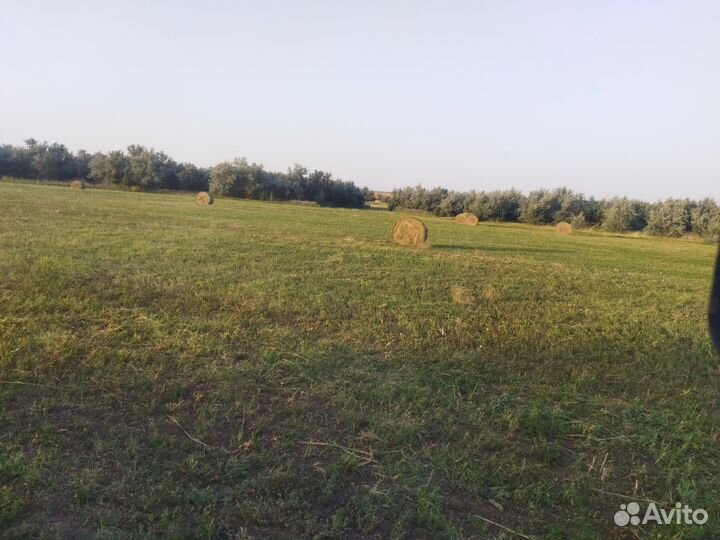 Тюки люцерны, суданки