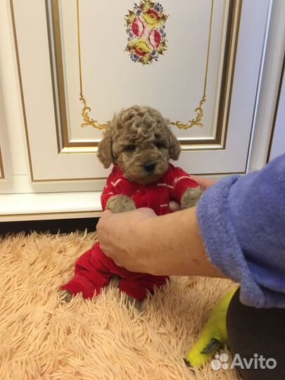 Мальтипу мини