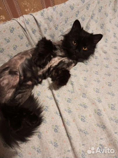 Кошка в дар