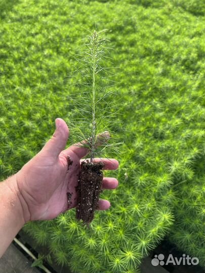 Зкс и окс Сосна Ель Лиственница сеянцы Голуб горн