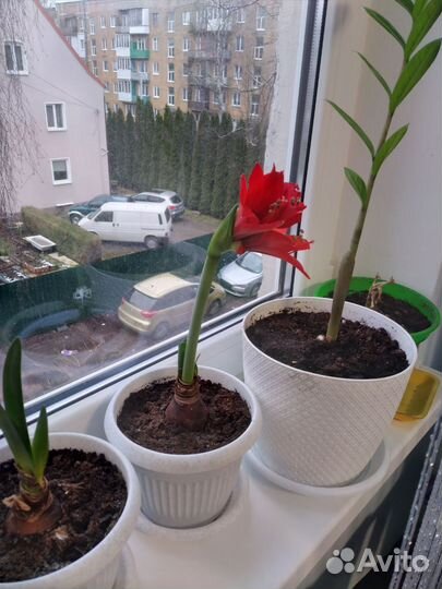 Продаю гипеаструм