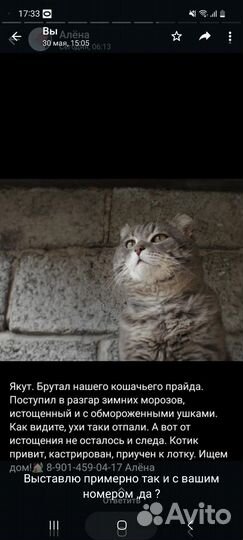 Одам кота