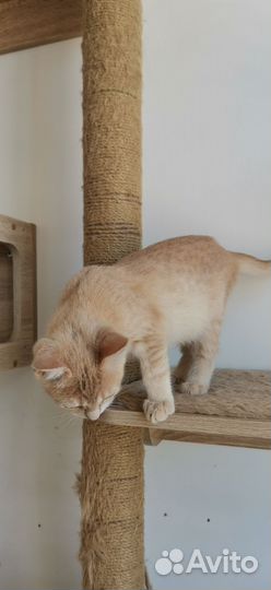 Персиковый котенок мальчик Пирс