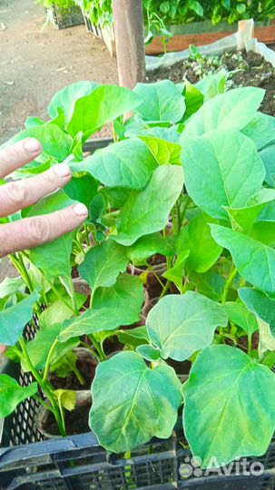 Рассада помидоры огурцы