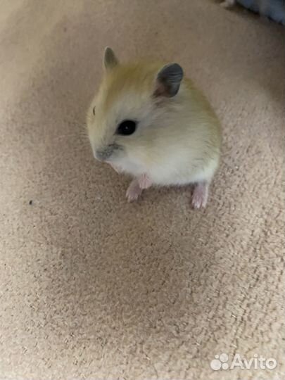 Джунгарские хомячки