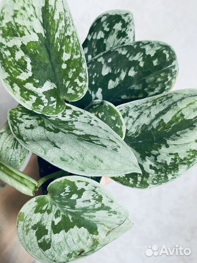 Сциндапсус Сильвер энн