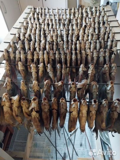 Тарань отборная Май 2024