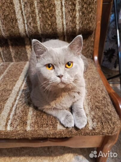 Кошка вязка