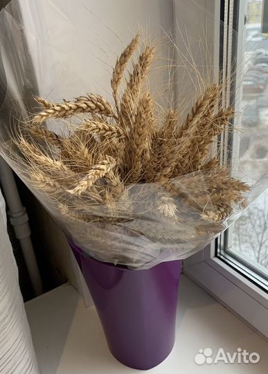 Колосья пшеницы