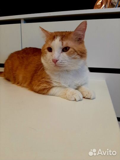 Эмиль в добрые руки