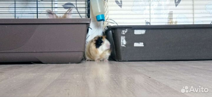 Передержка грызунов