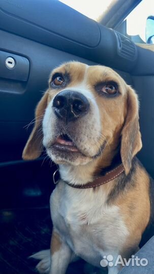 Щенки бигль