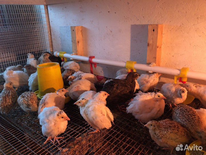 Отдам бесплатно