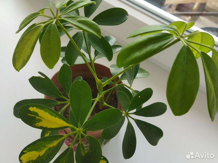 Шефлера, фикус