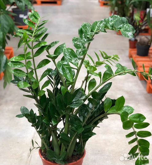 Замиокулькас хатиора каланхоэ лечебный фиалки