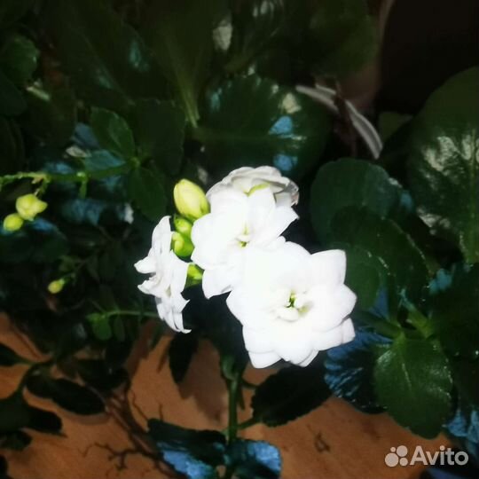 Каланхоэ