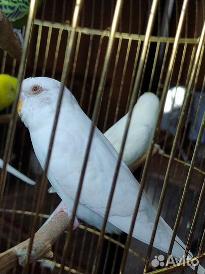 Попугаи самки