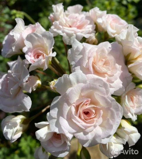 Пеларгонии сортовые коллекционные