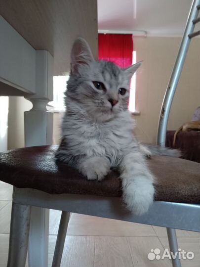 Отдам в добрые руки