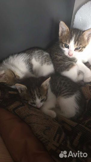 Котята бесплатно
