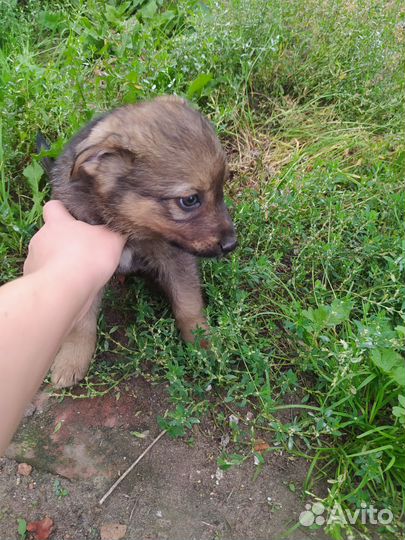 Щенки (помесь)