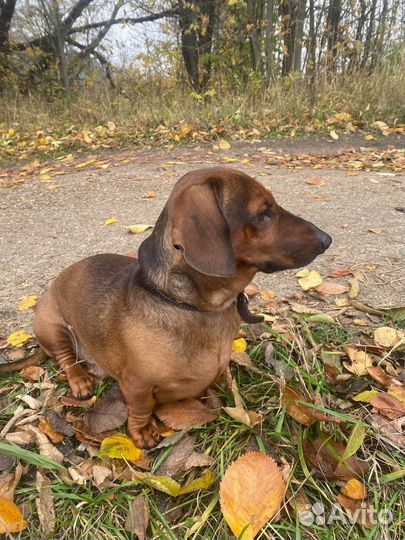 Вязка Такса