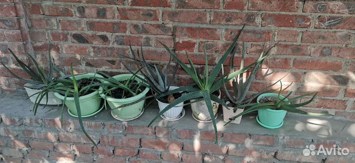 Алоэ лечебный