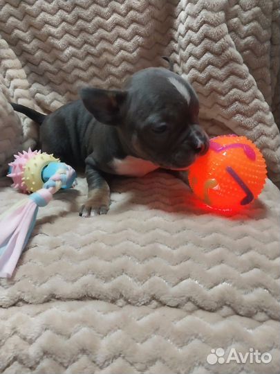 Американский булли (American bully)