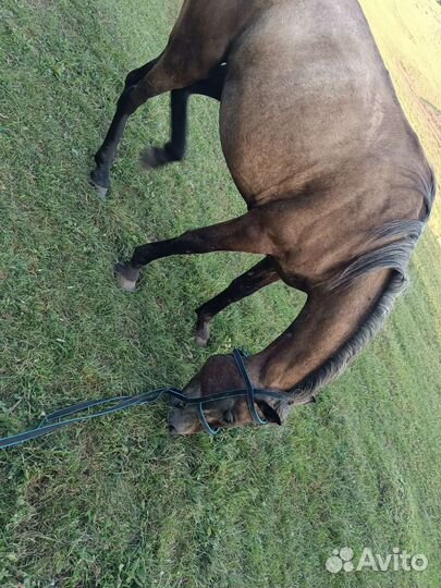 Кобыла скаковая