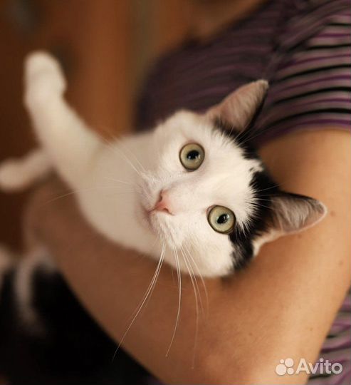 Кот в добрые руки