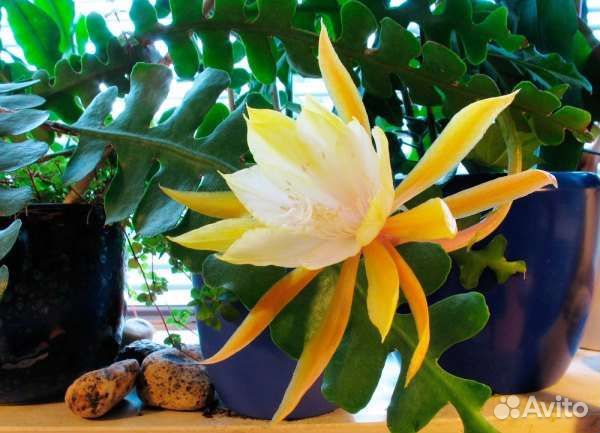 Эпифиллум рыбья кость