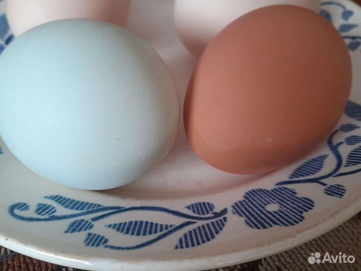 Инкубационное яйцо