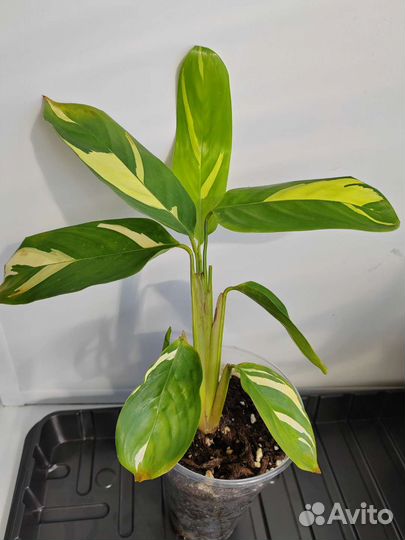 Сингониум imperial вайт, Калатея Лубберса