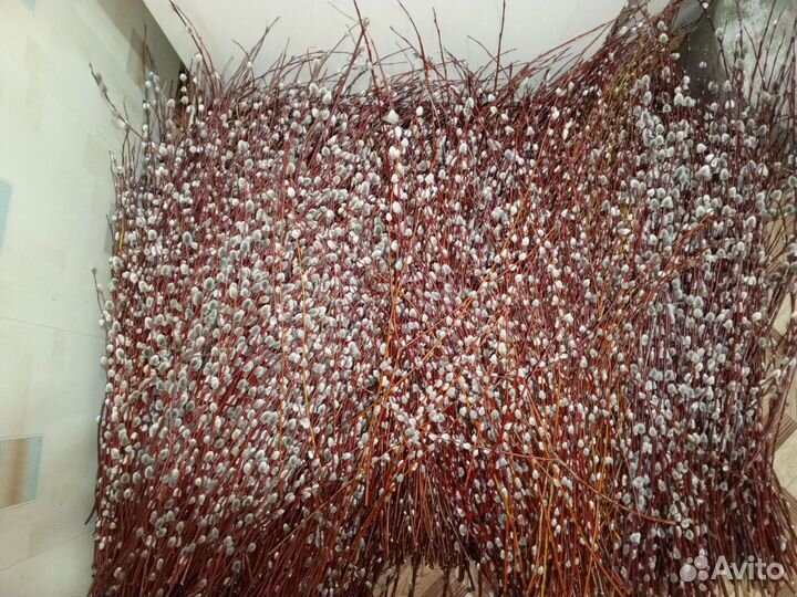 Верба краснотал