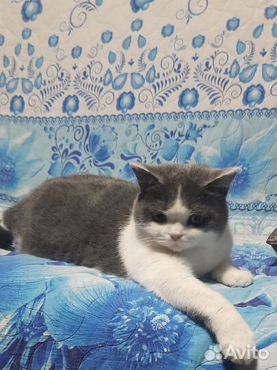 Британская кошка