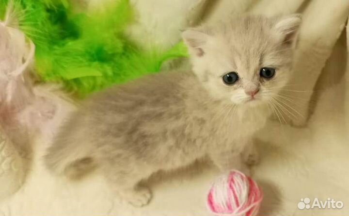 Британская куколка окрас Голубое золото